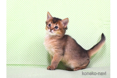 成約済の大阪府のソマリ-97689の5枚目